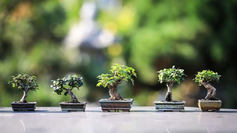Wszystko, co musisz wiedzieć o drzewkach bonsai