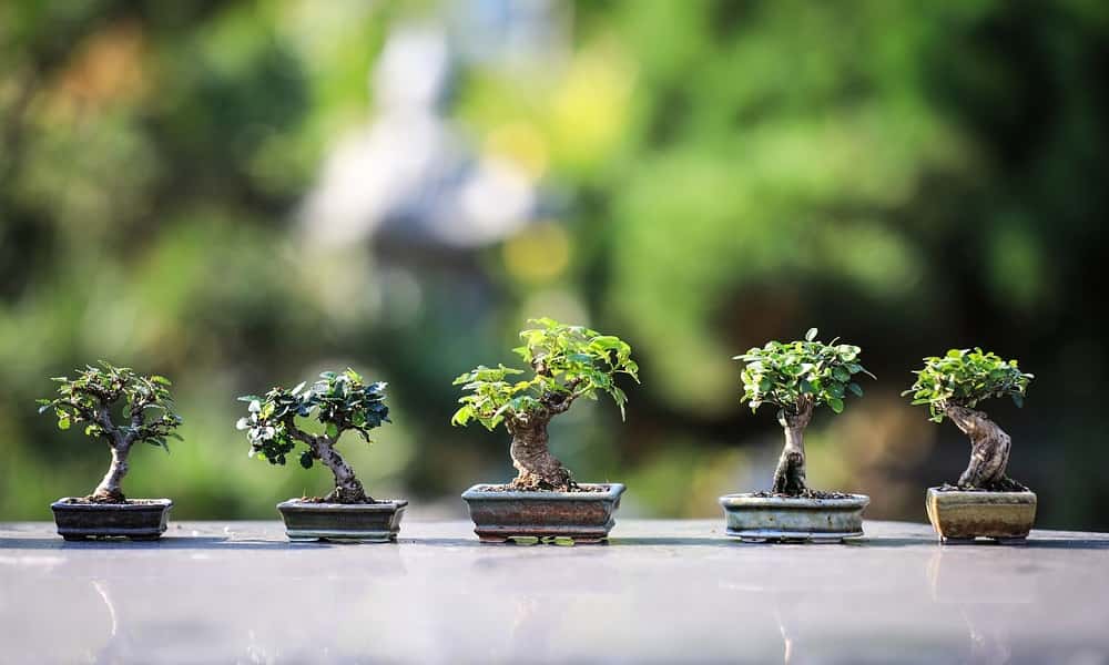 Wszystko, co musisz wiedzieć o drzewkach bonsai