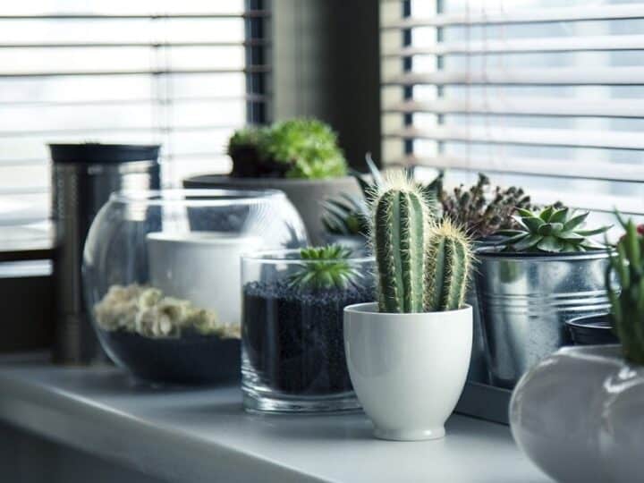 Jakie rośliny oczyszczają powietrze w domu i jak o nie dbać?
