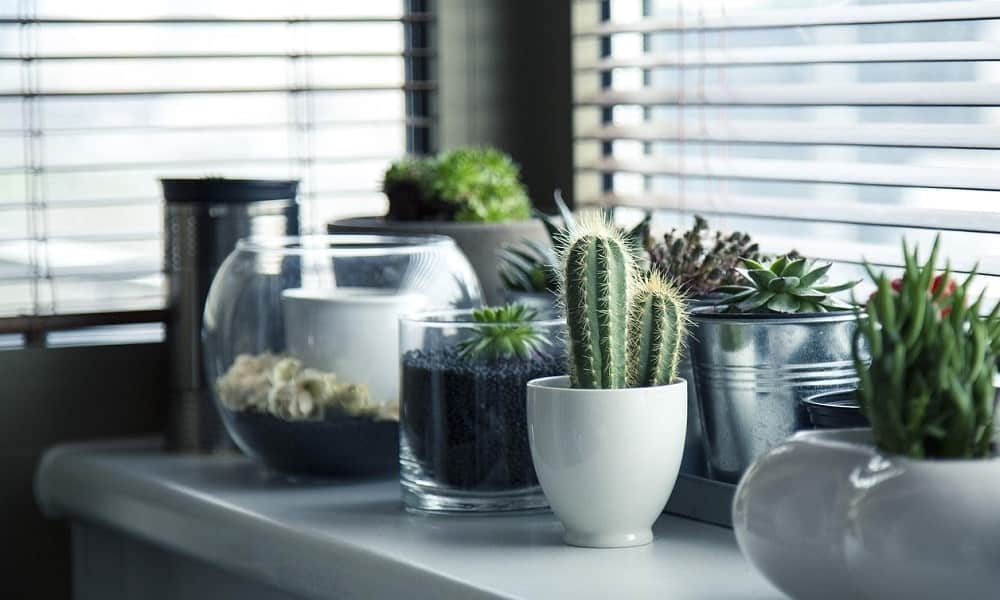 Jakie rośliny oczyszczają powietrze w domu i jak o nie dbać?