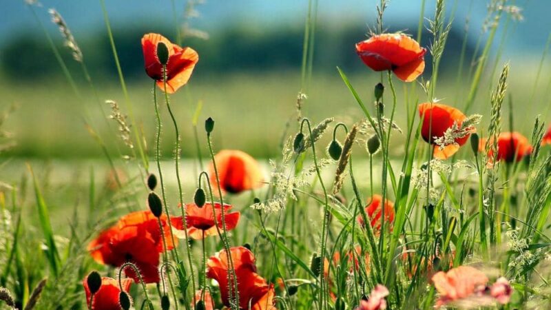 Badania nad ekosystemami wodnymi w miastach: jak wpływają na jakość życia i jakie niosą ze sobą korzyści?