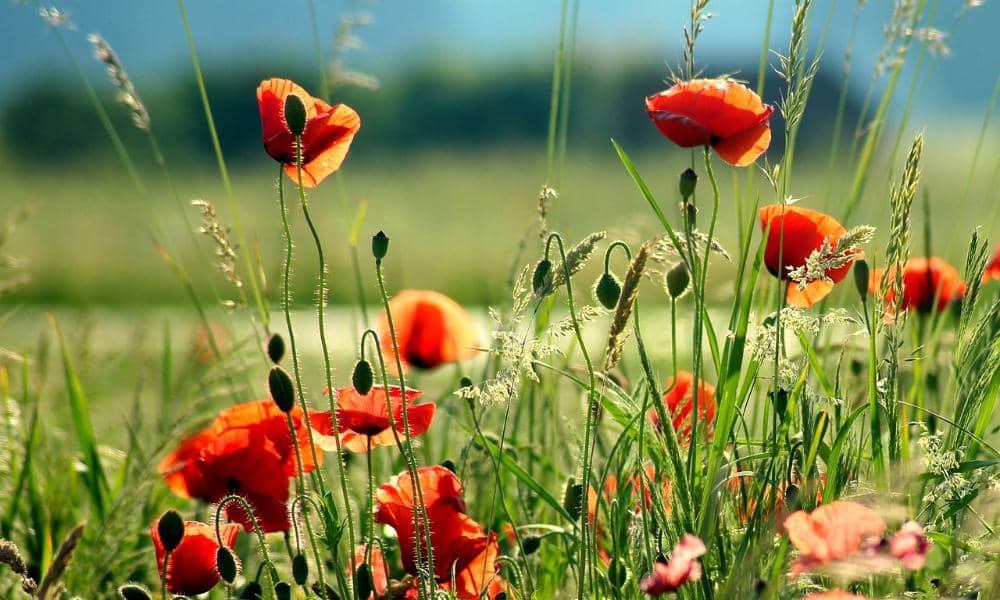 Badania nad ekosystemami wodnymi w miastach: jak wpływają na jakość życia i jakie niosą ze sobą korzyści?