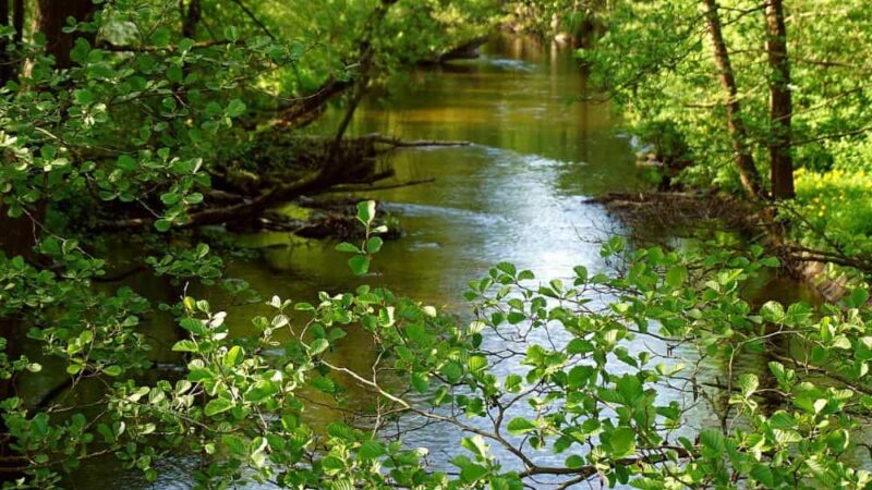 Adaptacja zwierząt do życia w miastach