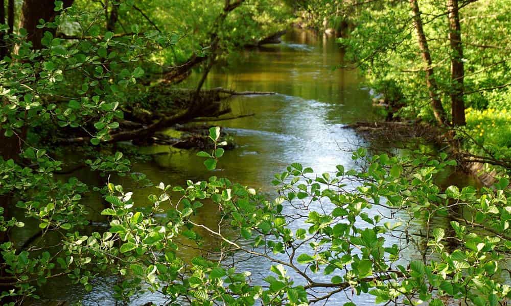 Adaptacja zwierząt do życia w miastach