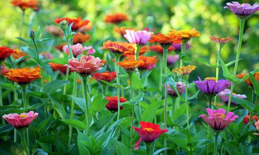 Rola drzew w poprawie jakości powietrza: Jak roślinność wpływa na nasze zdrowie i środowisko?